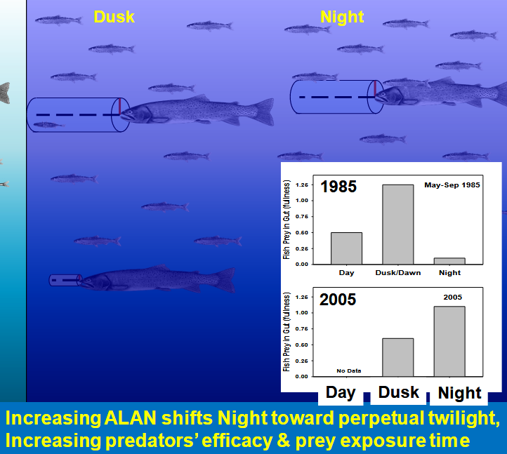 How does Articifical Light at Night (ALAN) affect salmon populations?