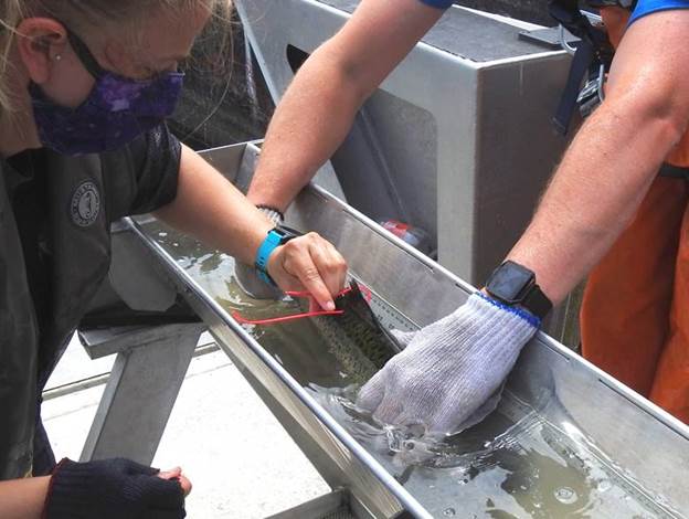 Muckleshoot biologists, Ava Fuller and Jesse Nitz tagging a hatchery Chinook at the Locks. Photo taken by Eric Warner (Muckleshoot Indian Tribe)