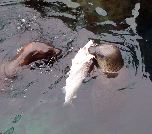 Harbor seals eating salmon