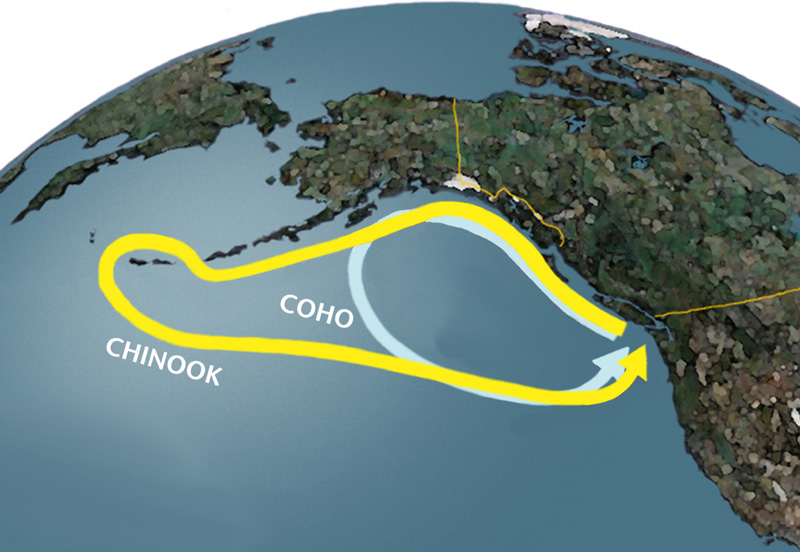 Salmon Ocean Travel Map - Chinook and Coho