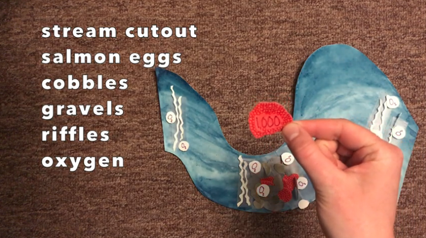 Lesson 2: Eggs & Modeling a Healthy Salmon Stream