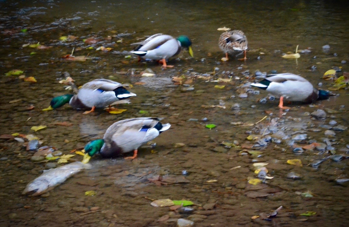 Ducks feeding on dead salmon