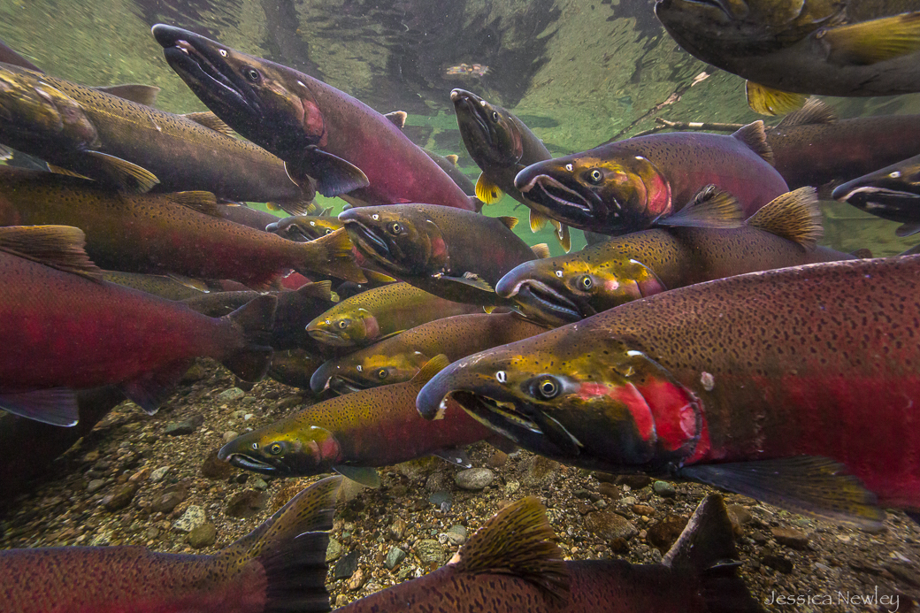 These coho salmon have traveled thousands of miles and are nearing the end of their journey in the upper Skagit River. ©Jessica Newley 2012