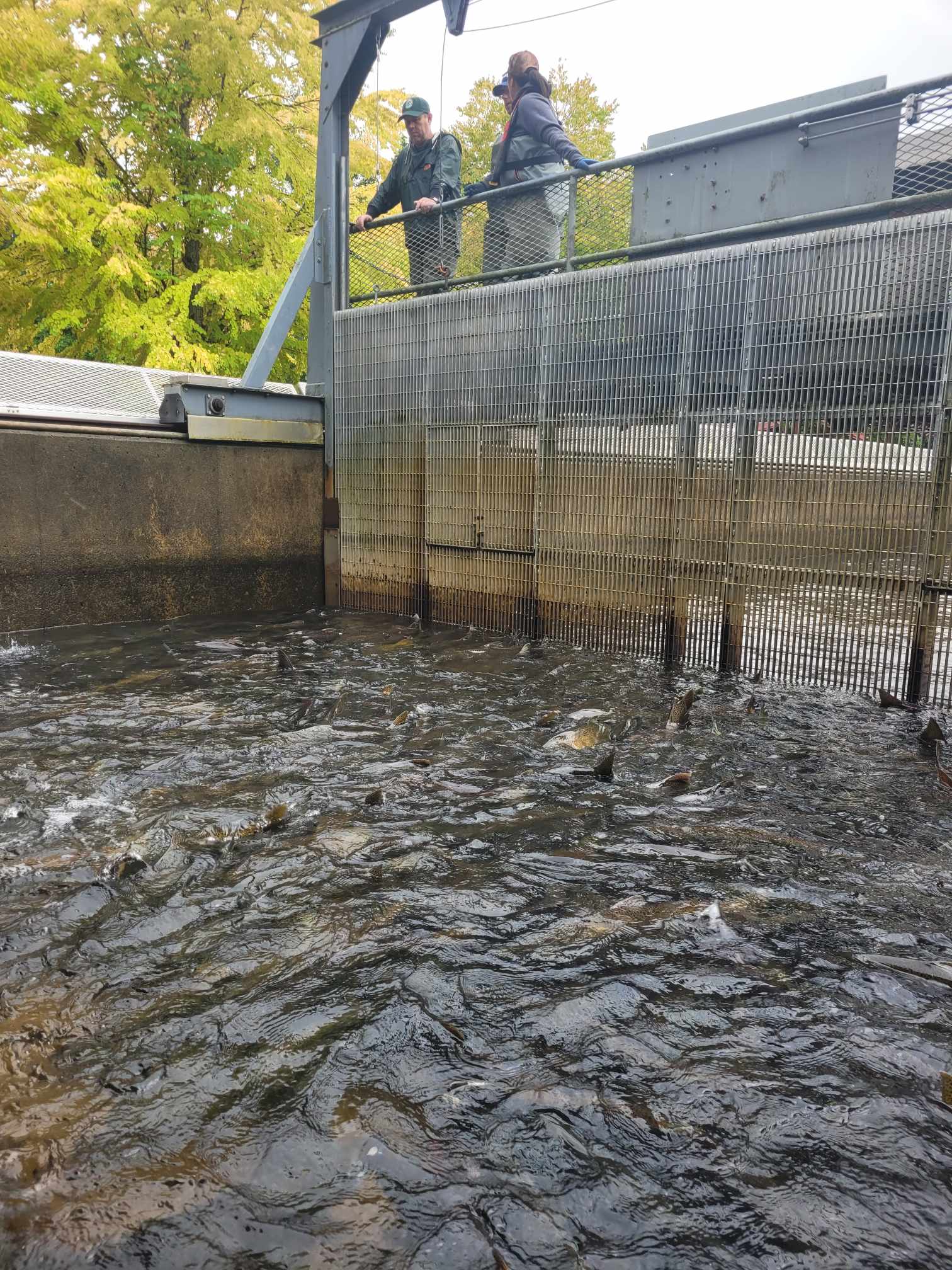 The Issaquah Hatchery fish ladder is now open and Chinnock are making their way up and into the spawning ponds. The salmon can be seen up close through the viewing windows.