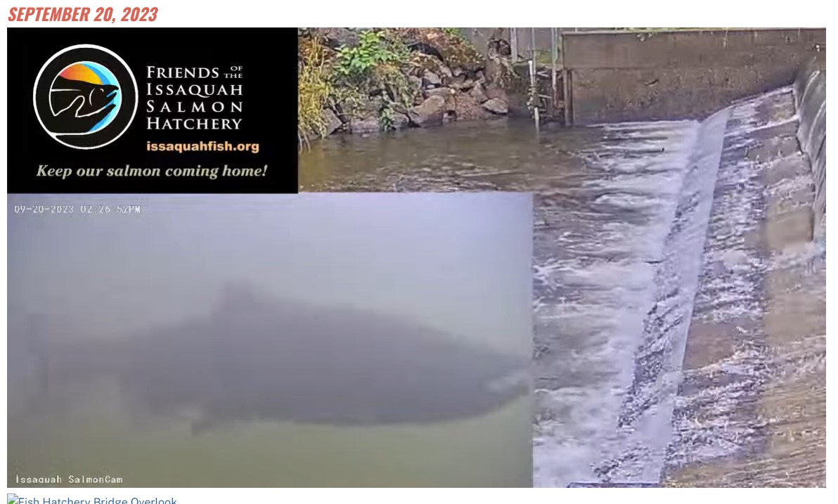 The Issaquah Hatchery fish ladder is now open and Chinnock are making their way up and into the spawning ponds. The salmon can be seen up close through the viewing windows.